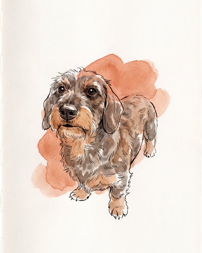 Example portrait in the Line & Wash style: a wire-haired dachshund in fine ink lines over a terracotta wash