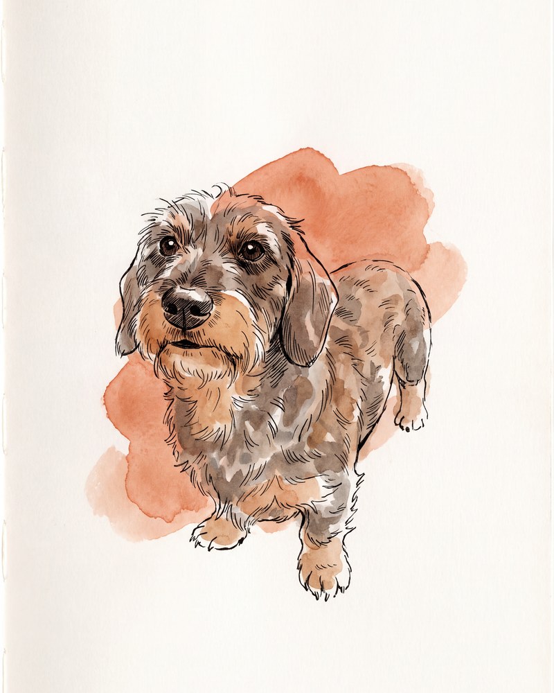 Example portrait in the Line & Wash style: a wire-haired dachshund in fine ink lines over a terracotta wash
