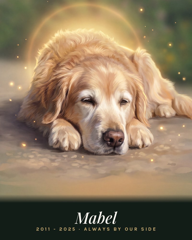 Example portrait in the Memorial style: an elderly golden retriever in soft golden light, with a name and dates